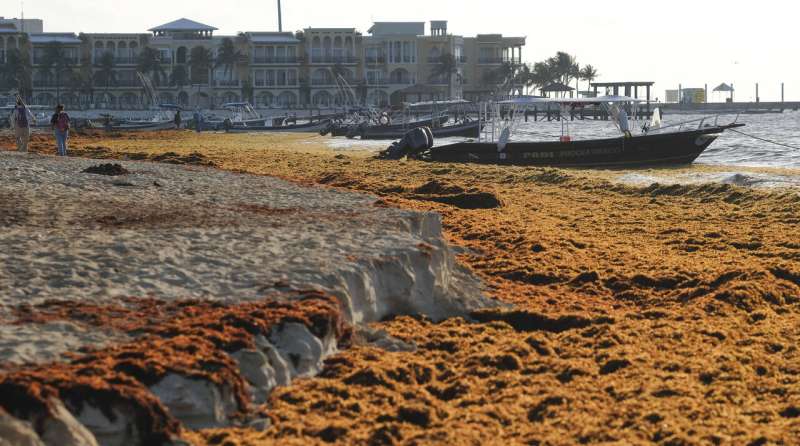 Mexico's prized beaches threatened by smelly algae invasion