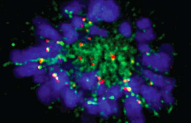 New insight into how dividing cells control the separation of their dna