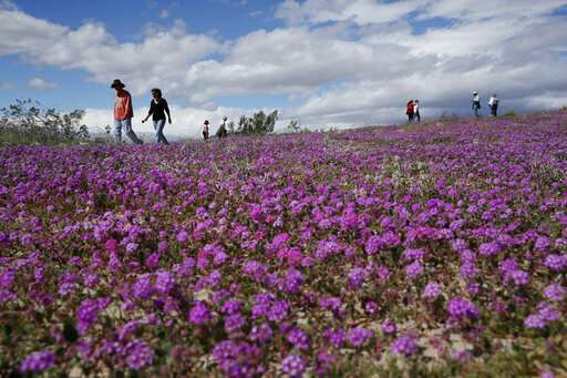 Rain brings 2nd California super bloom in 2 years