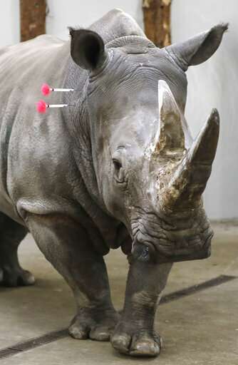 Scientists fine-tune method to save rhinos