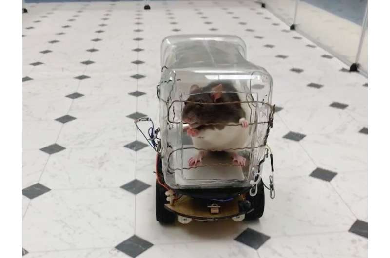 Scientists have reported successfuly training rodents to drive tiny cars in exchange for tasty bits of Froot Loops cereal, and f