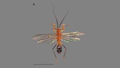 Scientists discover new species of wasp-mimicking praying mantis