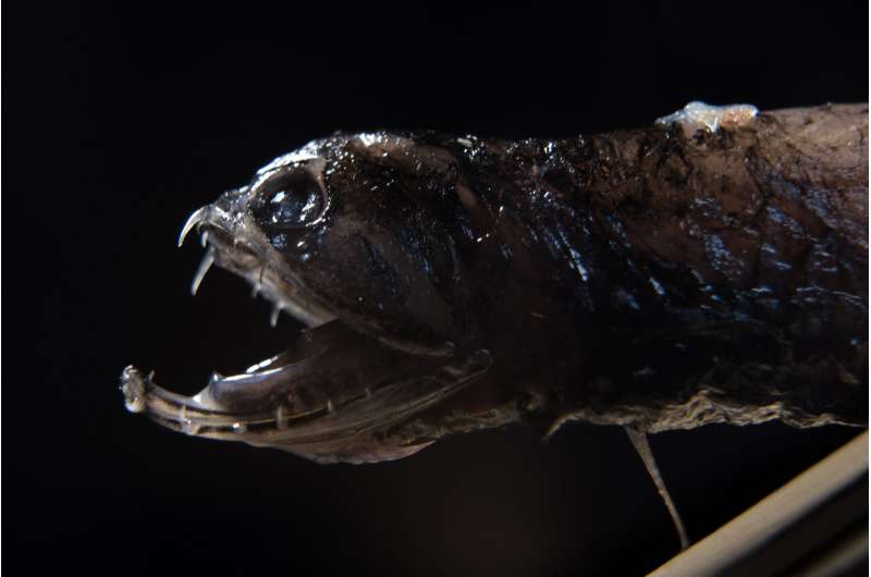 Researchers discover what makes deep-sea dragonfish teeth transparent
