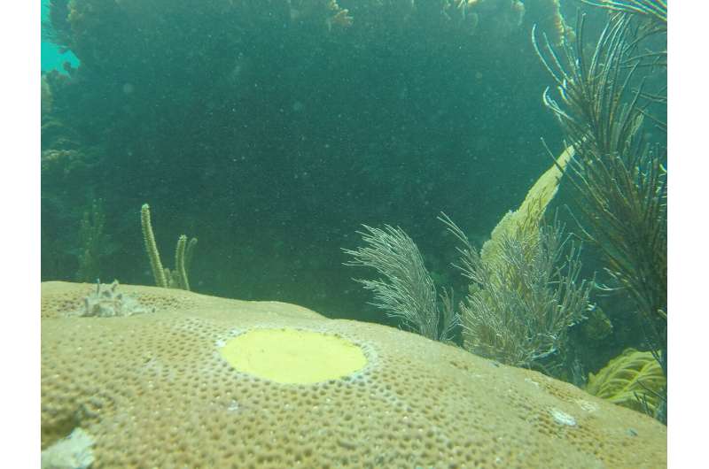 Climate change, human activity lead to nearshore coral growth decline