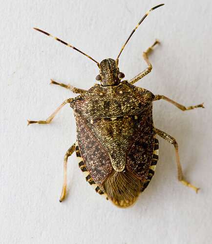 Researchers determine ideal areas and timing for biological control of invasive stink bug