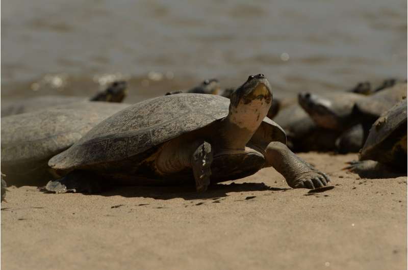 Conservation efforts for giant South American river turtles have protected 147,000 females