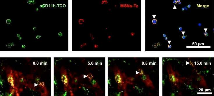 Nanoparticles “click” immune cells to make a deeper penetration into tumors