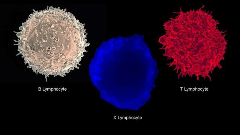 Newly discovered immune cell linked to type 1 diabetes