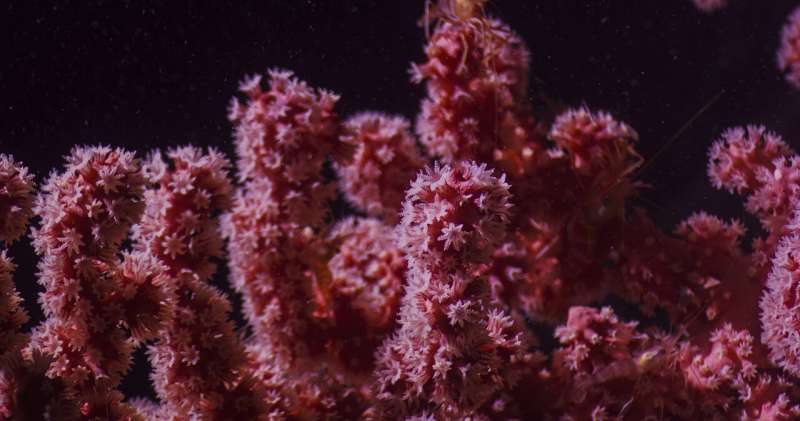 New species of deep-sea corals discovered in Atlantic marine monument