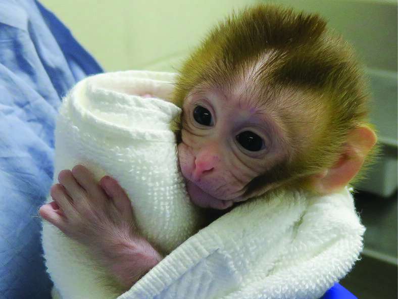 Researchers restore fertility in non-human primate model of childhood cancer survivorship