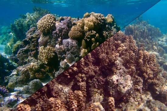 **Researchers show that tropical reefs can host coral or seaweed communities under the same conditions