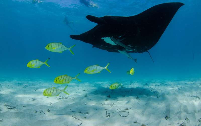 Scientists study manta rays’ impressive ability to heal
