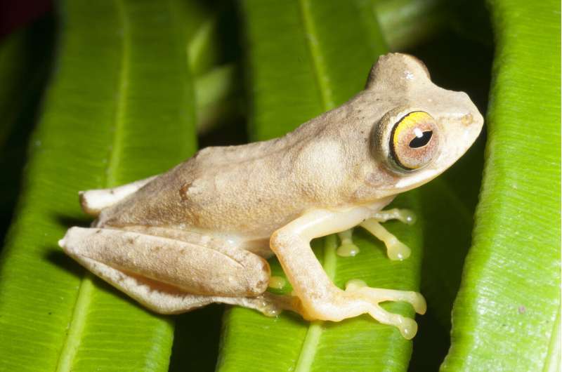 Scientists track frog-killing fungus to help curb its spread