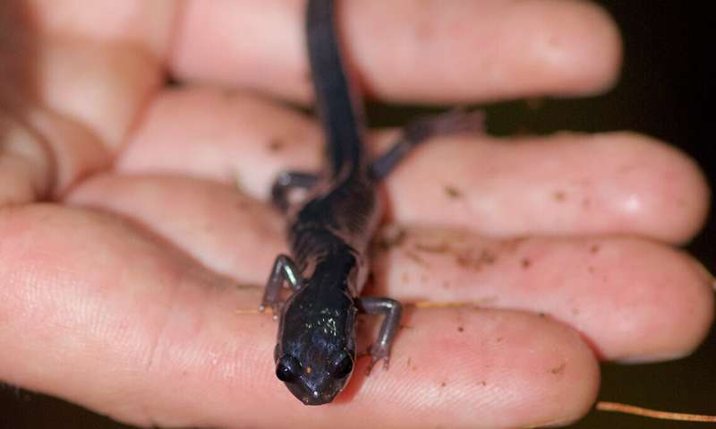 Study shows how salamanders harness limb regeneration to buffer selves from climate change