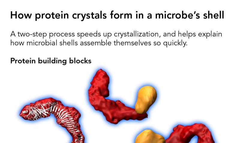 Scientists discover how proteins form crystals that tile a microbe's shell