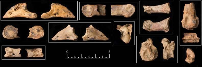11,500-year-old animal bones in Jordan suggest early dogs helped humans hunt