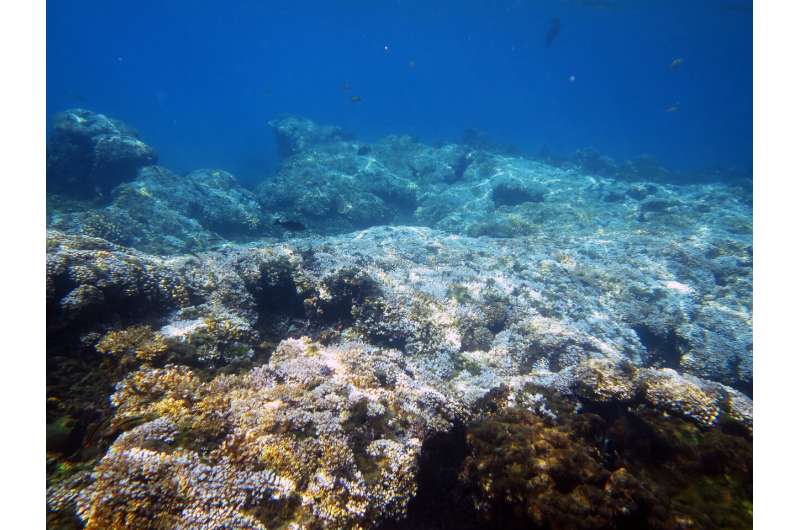 New research finds ocean warming forces reefs into cool-water refuges