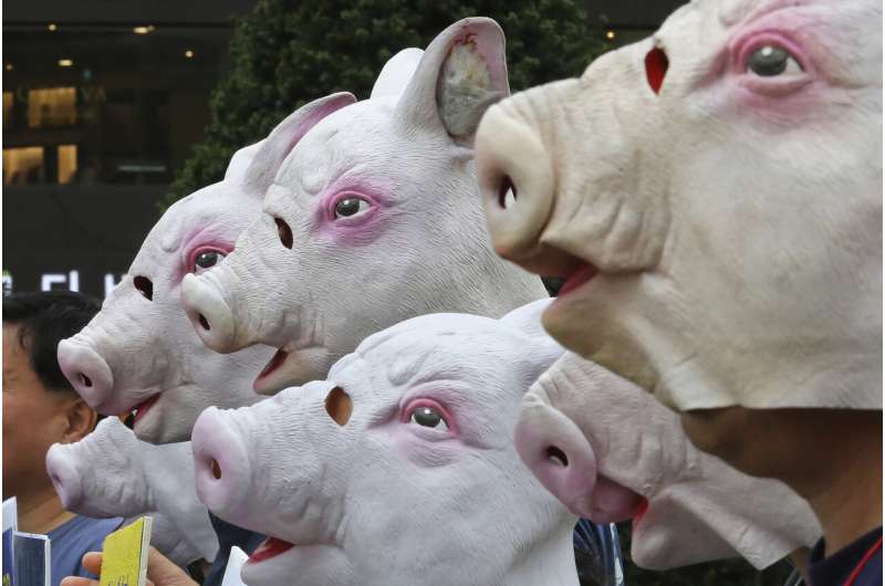 South Korea confirms 2 more swine fever cases