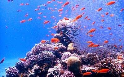 Study shows how vital coral algae adapts to warming seas