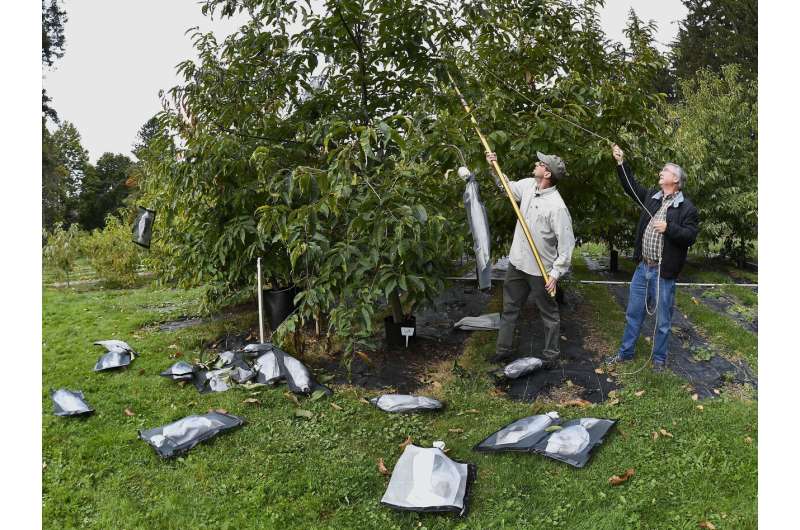 High-tech chestnuts: US to consider genetically altered tree
