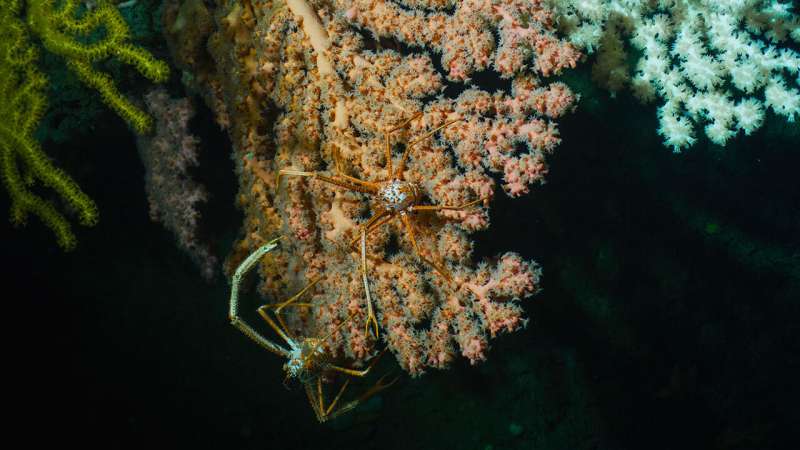 New species of deep-sea corals discovered in Atlantic marine monument