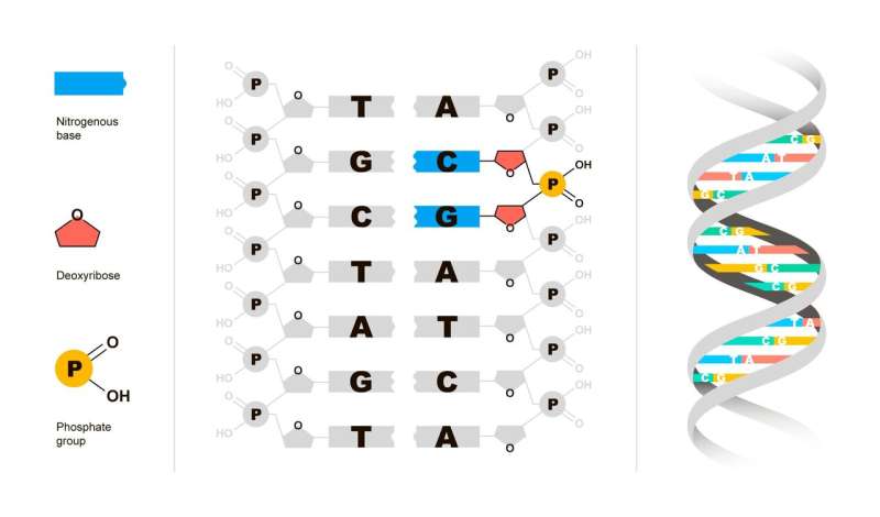 Researchers explain signals of CpG 'traffic lights' in DNA