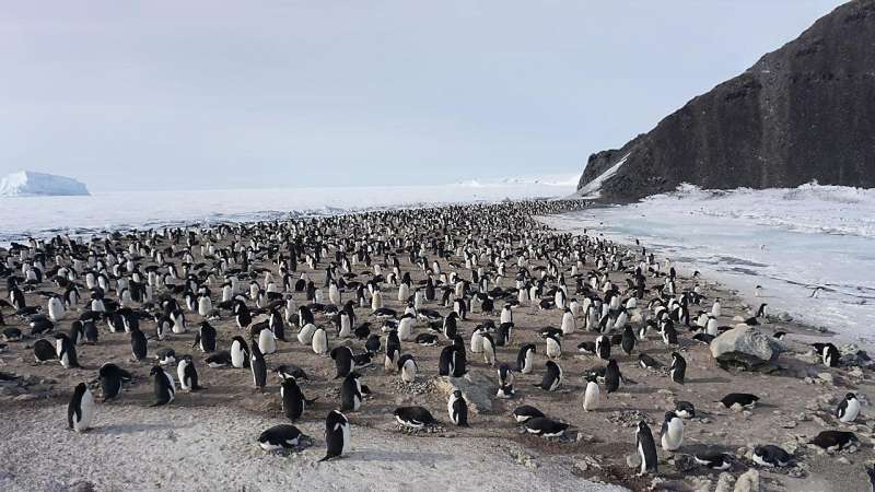 Scientists complete first assessment of blood abnormalities in Antarctic penguin colony