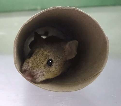 **Scientists map mouse personality