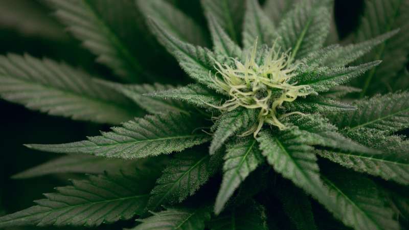 Study confirms cannabis flower is an effective mid-level analgesic medication for pain treatment