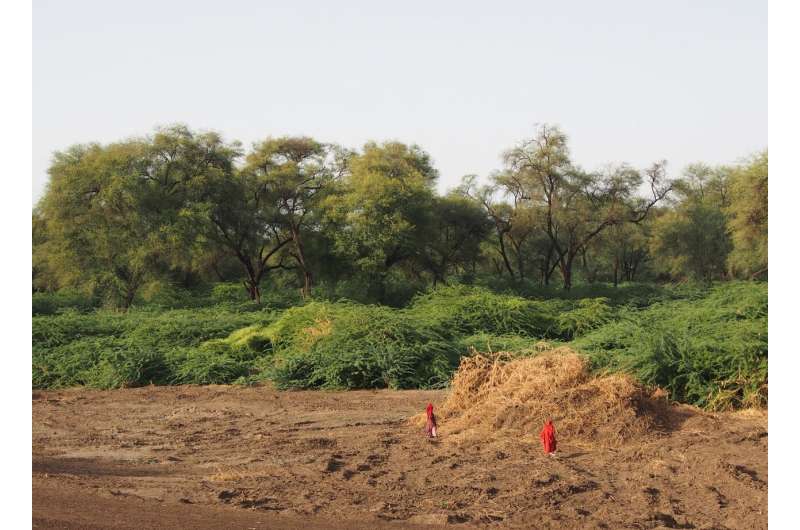 Study reveals massive ecological and economic impacts of woody weed invasion in Ethiopia