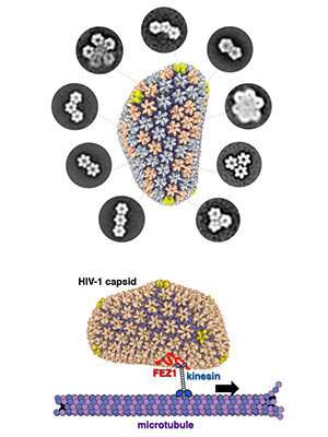 Researchers describe building blocks of HIV’s protective shell