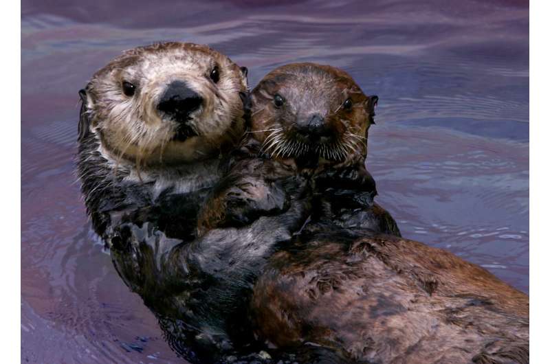 Study confirms Monterey Bay Aquarium surrogate-reared sea otters helped restore threatened population