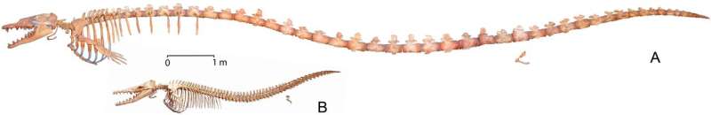 15-meter-long ancient whale Basilosaurus isis was top marine predator