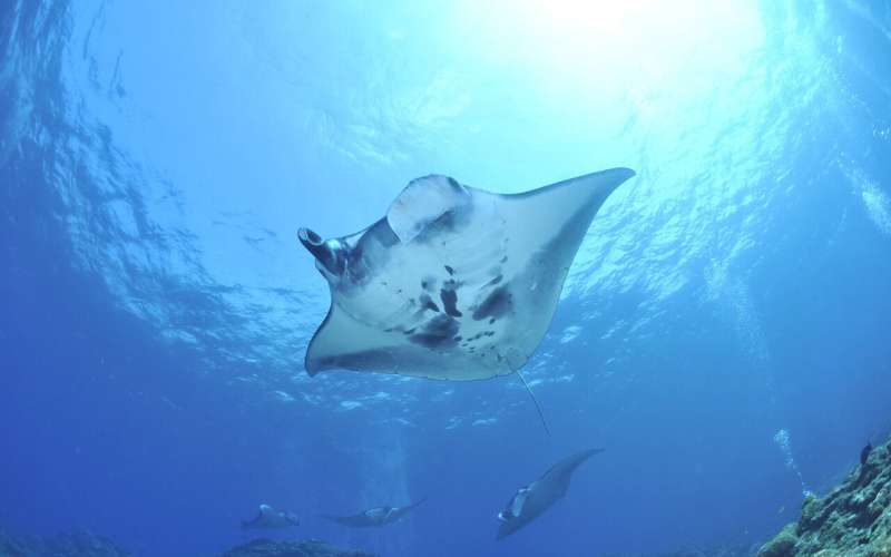 Citizen scientists offer ray of hope