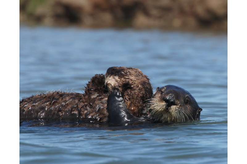 Study confirms Monterey Bay Aquarium surrogate-reared sea otters helped restore threatened population