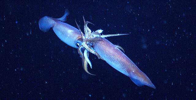 16 things you probably didn’t know about cephalopod sex