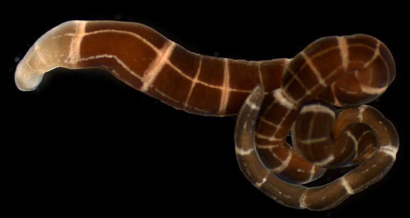 Scientists find worms that recently evolved the ability to regrow a complete head