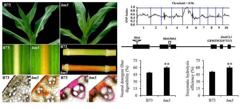 Scientists identify a novel target for corn straw utilization