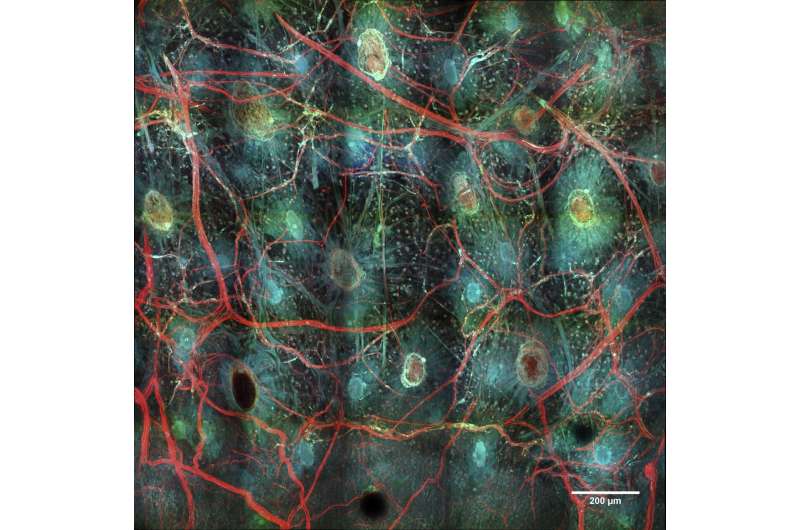 Scientists propose network of imaging centers to drive innovation in biological research