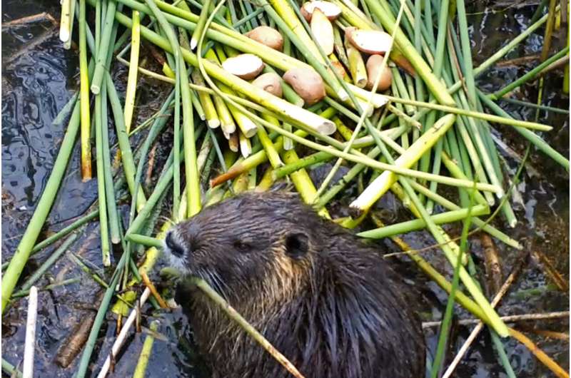 California ramps up efforts to combat invasive swamp rodents