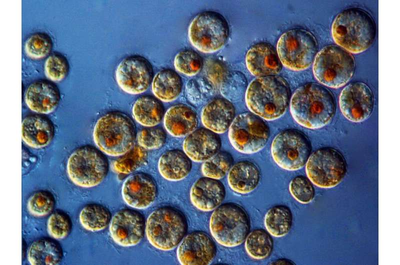 Investigating coral and algal 'matchmaking' at the cellular level