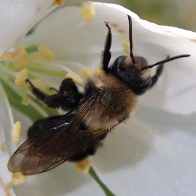 Researchers reveal more than dozen wild bee species declining in Northeast
