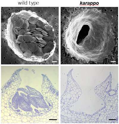 Researchers discover the 'KARAPPO' gene and illuminate vegetative reproduction
