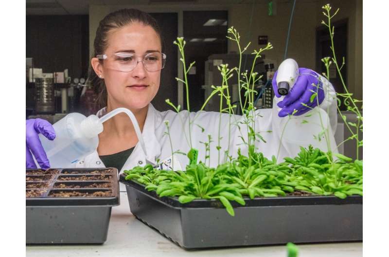 Breakthrough technique for studying gene expression takes root in plants