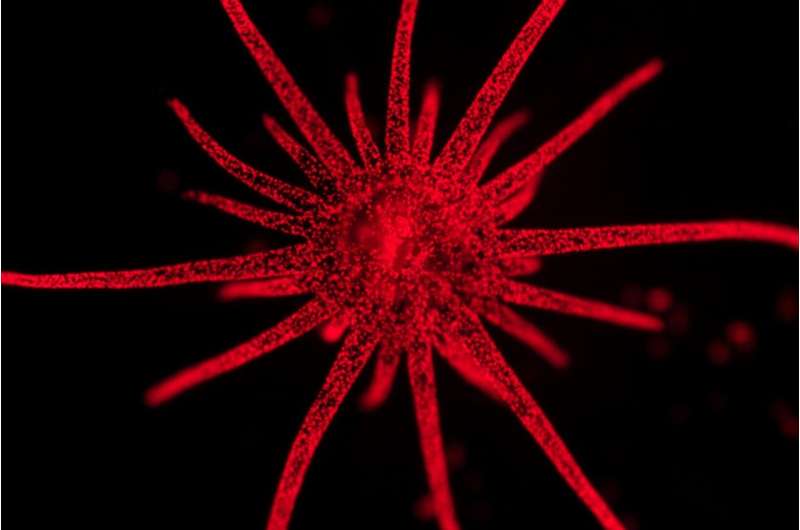 Investigating coral and algal 'matchmaking' at the cellular level