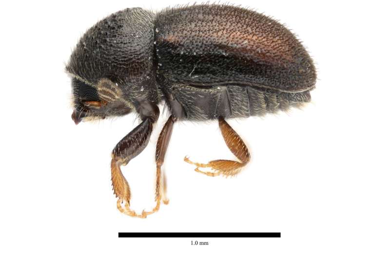 New Species of Loquat-Killing Beetle Identified