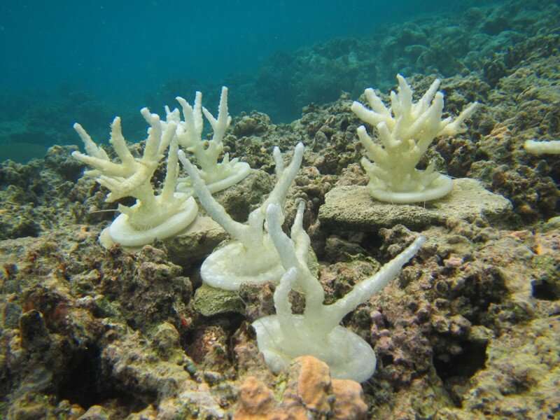 New study shows coral reef fish do not mind 3-D-printed corals