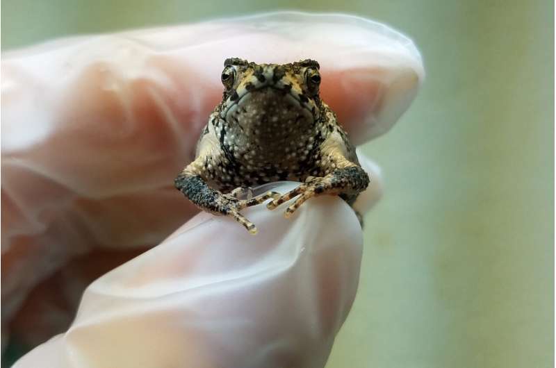 1st in vitro Puerto Rico crested toad gives scientists hope