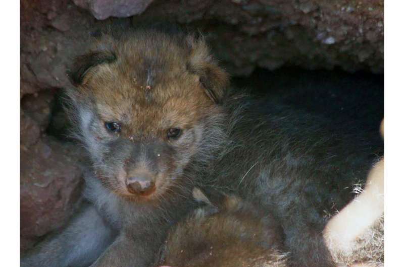 1st Mexican gray wolf litter born at Phoenix Zoo in 20 years