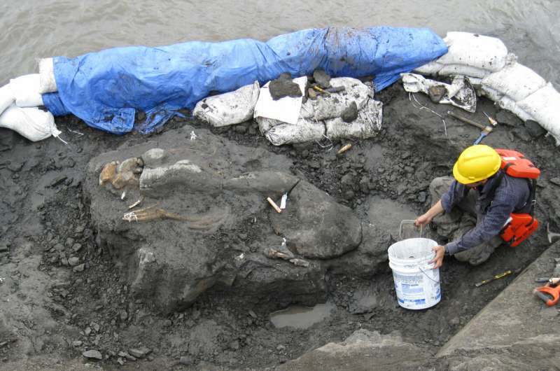 20-million-year-old tusked sea cow is Central America's oldest marine mammal